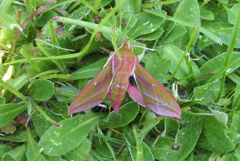 Mariposa Elefante