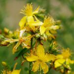 Remédios naturais para Menopausa