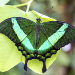 Borboleta Pavão Esmeralda