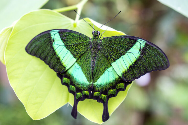 Borboleta Pavão Esmeralda