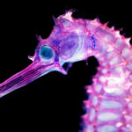 Animais transparentes multicoloridos deslumbrantes