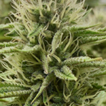 Campanha chilena incentiva doação de Cannabis em tempos de isolamento