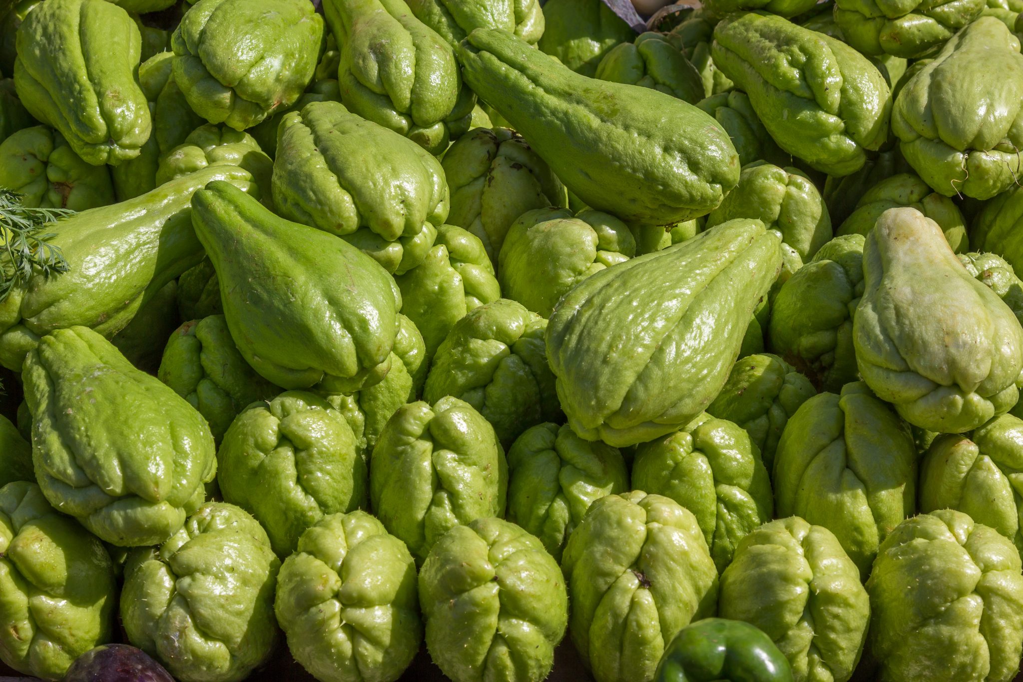 Chuchu: saiba mais sobre esse legume refrescante