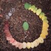 Ciclos de Vida de diferentes Seres Vivos