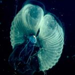 A extraordinária espécie marinha que purifica os oceanos