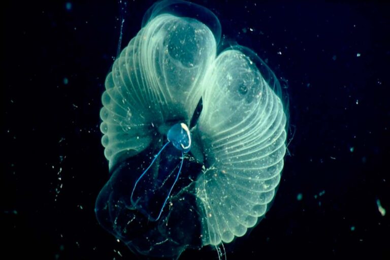 A extraordinária espécie marinha que purifica os oceanos