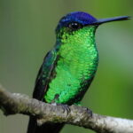 Beija-flores – Curiosidades fascinantes