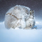 Fotos Impressionantes do concurso de fotografia do Mundo Natural (2020)