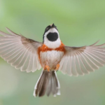 Conheça o Bushtit de Garganta Negra, um pássaro raro e de beleza imponente