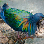 Pombo-de-nicobar, o primo vivo mais próximo do extinto dodô