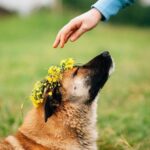 Acalme seu animal de estimação com óleos essenciais