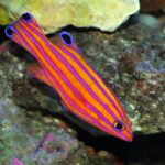 Candy Basslet o peixe que vai te cativar