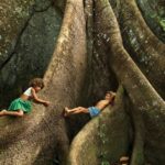 Tecnologia Têxtil: a fibra de Sumaúma