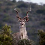 Esses antílopes na África têm chifres espirais incrivelmente simétricos