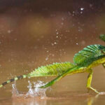 Lagarto Basilisco Verde corre na superfície da Água