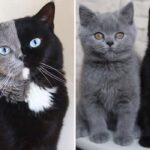 Nárnia, o gato de “duas caras”