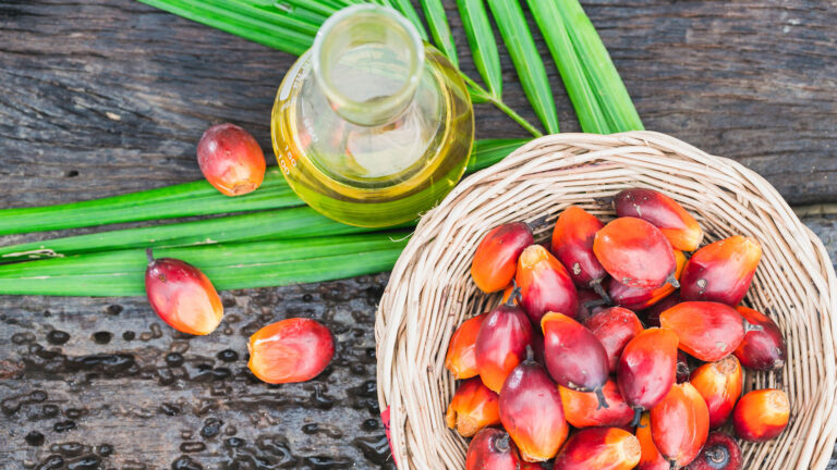 Óleo de palma usado na cozinha e nos cuidados cosméticos tem impactos ambientais