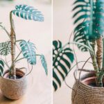 As delicadas plantas de Raya Sader