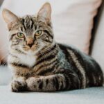 Fatos e casos surpreendentes sobre gatos que muitos desconhecem