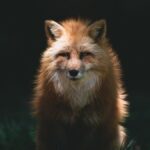 A Simbologia da Raposa