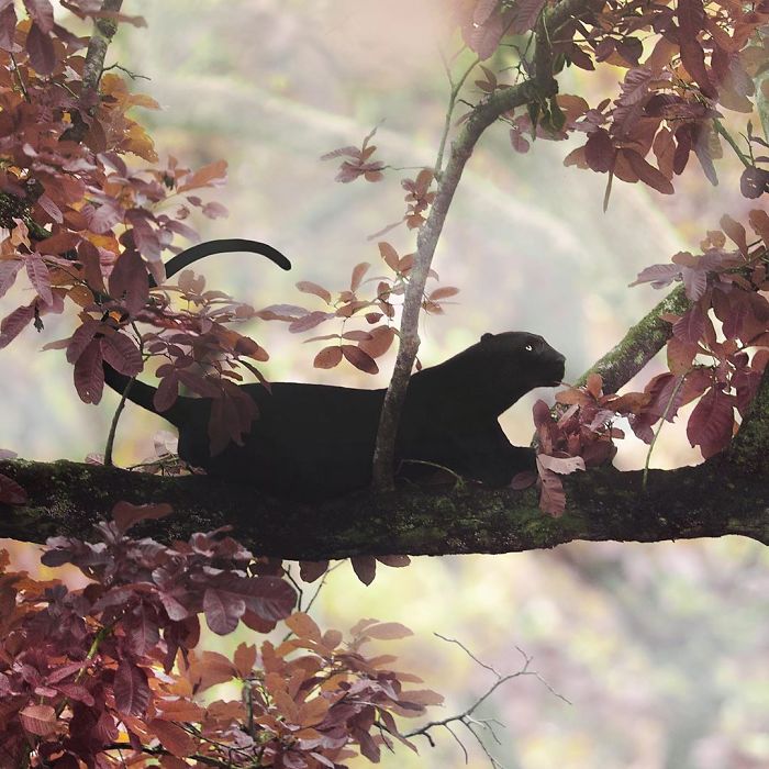 Pantera Negra é fotografada andando pelas selvas da Índia