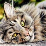 Desenhos hiperrealistas de Gatos que parecem fotografias