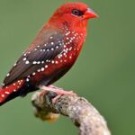 Avadavat o passarinho vermelho impressionante