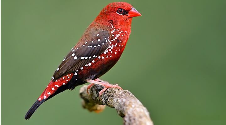 Avadavat o passarinho vermelho impressionante