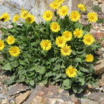 Como fazer solução caseira de Arnica: ótimo remédio cicatrizante e contra dores musculares
