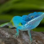 Lagarto Azul de Gorgona