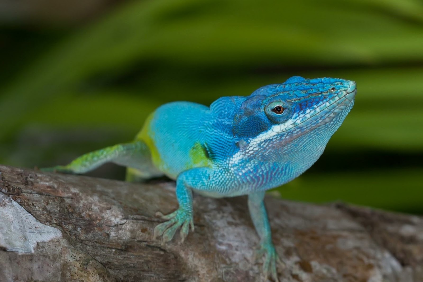 Lagarto Azul de Gorgona