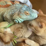 Amizade linda entre uma Iguana e um Gatinho