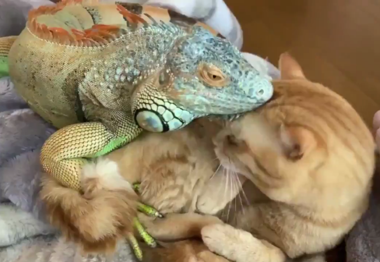 Amizade linda entre uma Iguana e um Gatinho