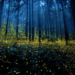 O que faz com que os vaga-lumes iluminem suas “lanternas mágicas”?