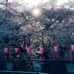 Fotografias que transmitem a beleza do Japão