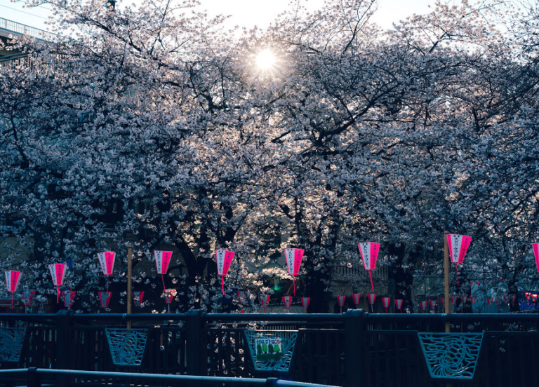 Fotografias que transmitem a beleza do Japão