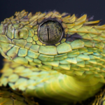 Olha que incrível estas fotografias de animais de Sangue Frio