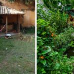 Permacultora transforma gramado em Jardim Agroecológico