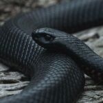 Cobra Real Mexicana Negra