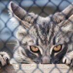 As unhas do gato: para que servem?