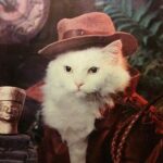 Os gatos de cada signo: descubra como é a personalidade do seu gatinho pelo signo ele possui!!! >.<