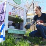 Pequenas bibliotecas de sementes estão surgindo para ajudar jardineiros a compartilhar sementes em tempos difíceis