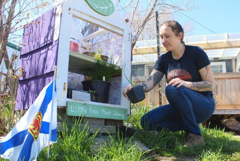 Pequenas bibliotecas de sementes estão surgindo para ajudar jardineiros a compartilhar sementes em tempos difíceis