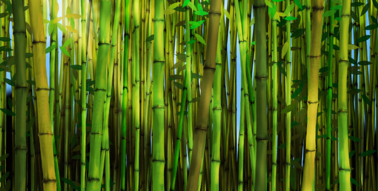 Por que o bambu é considerado a matéria-prima do futuro?