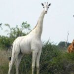 A única girafa branca fêmea do mundo, foi morta por caçadores, junto com seu filhote