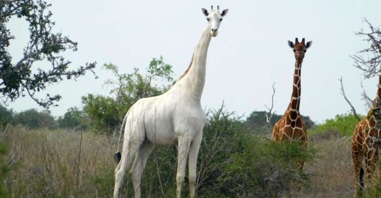 A única girafa branca fêmea do mundo, foi morta por caçadores, junto com seu filhote