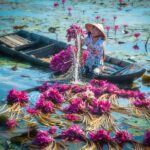 Fotos de tirar o fôlego de agricultoras que colhem lírios do Delta