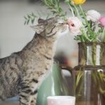 Aromaterapia em Animais