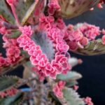 Suculentas cor de rosa que você vai querer ter em casa