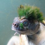 Esta tartaruga punk rock com cabelos verdes está em extinção na Austrália